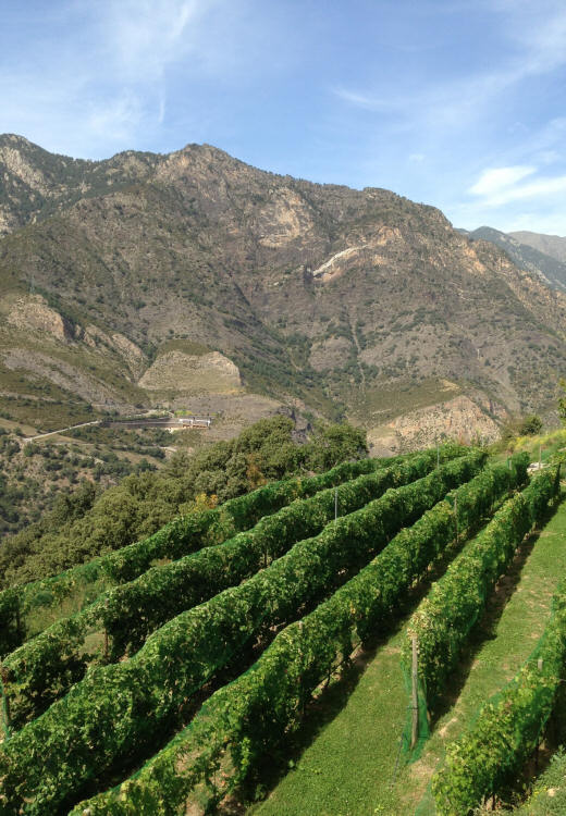 Cellers Casa Auvinyà, wine creation auvinyà, andorra sant julia de loria
